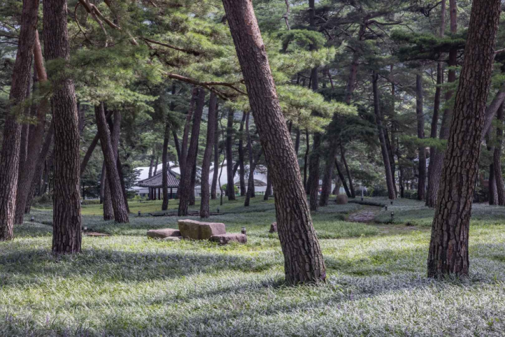 상주 맥문동 솔숲 여행 추천 - 메고지고