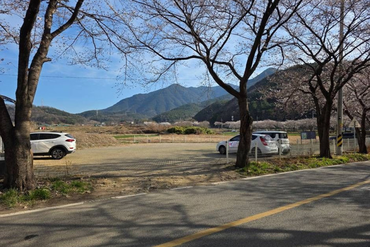 달창지 벚꽃길 여행 추천 - 메고지고