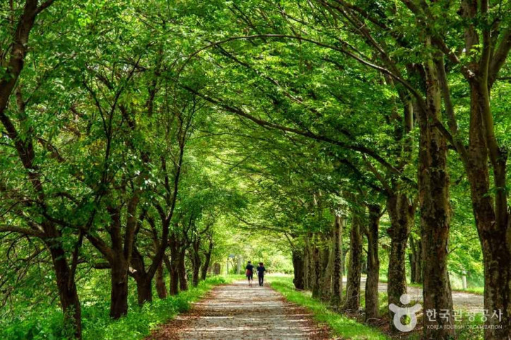 관방제림 여행 추천 - 메고지고