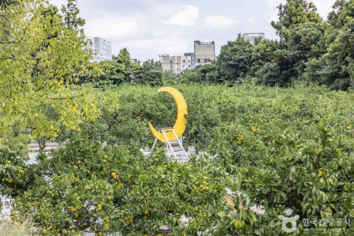 가을동화 감귤밭 여행 추천 - 메고지고