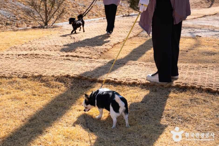 반려마루 여행 추천 - 메고지고