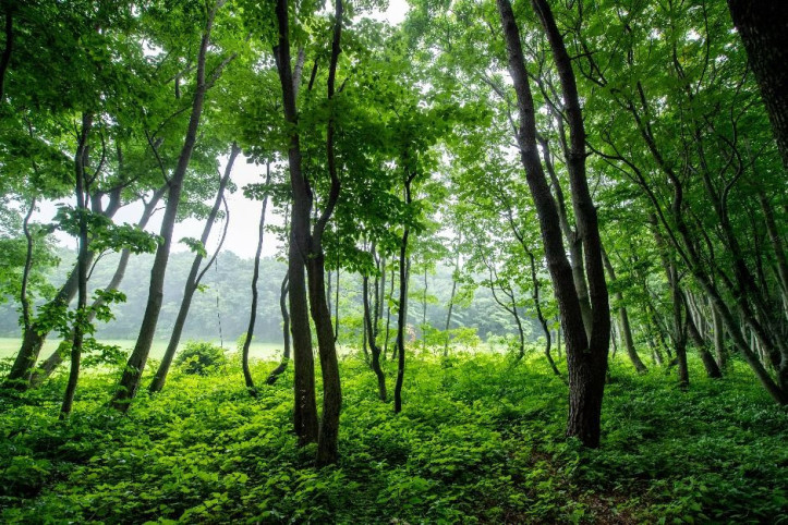 성인봉 원시림 (울릉도, 독도 국가지질공원) 여행 추천 - 메고지고