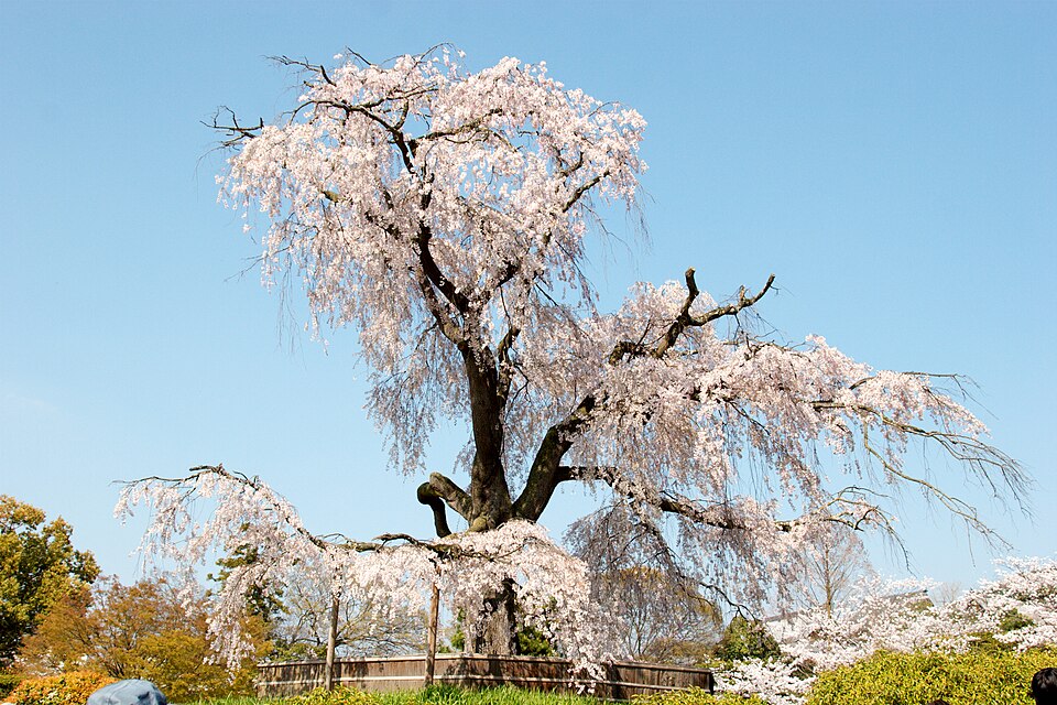 마루야마 공원 (Maruyama Park) 여행 추천 - 로드트립