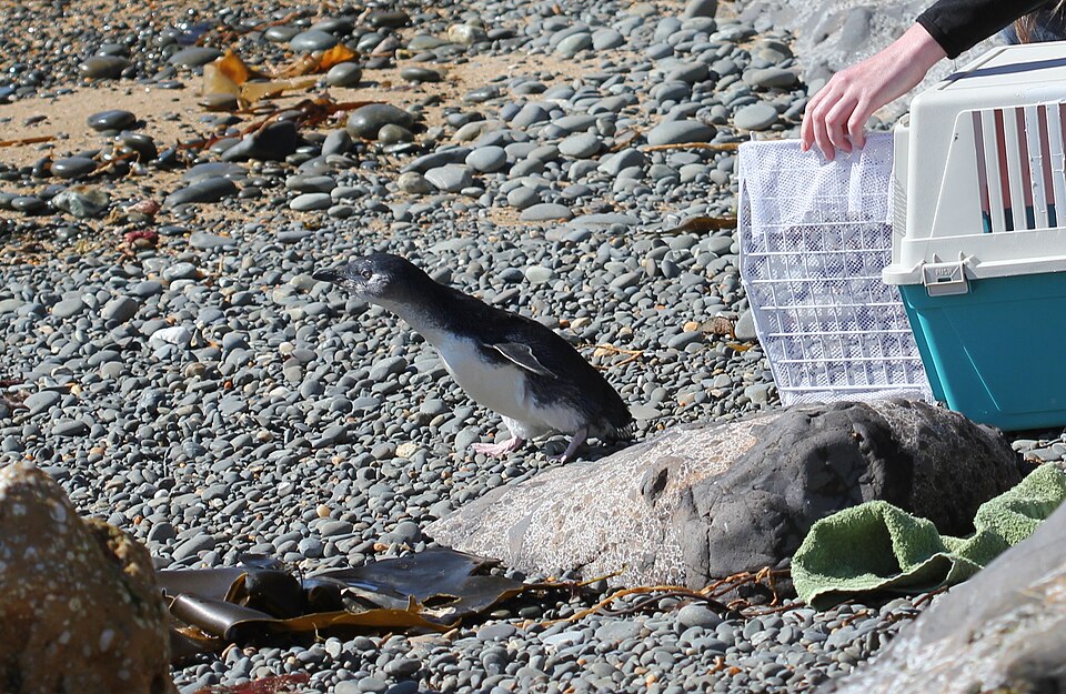 오아마루 쇠푸른펭귄 서식지 (Ōamaru Blue Penguin Colony) 여행 추천 - 로드트립