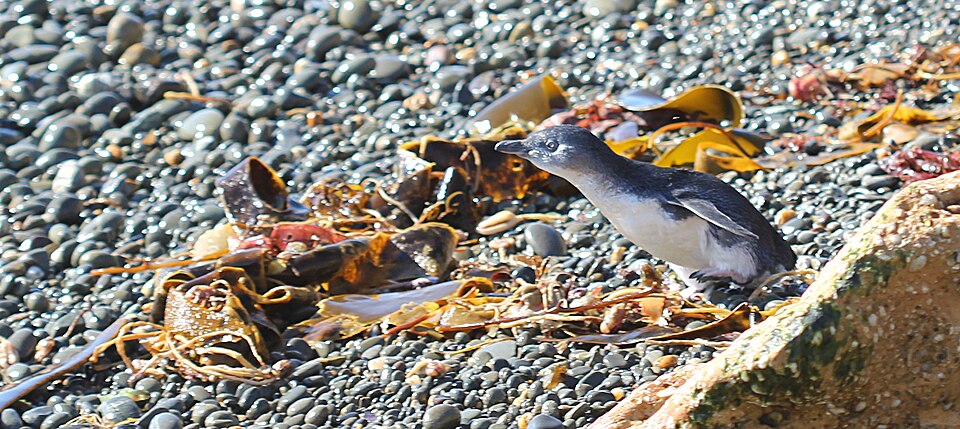 오아마루 쇠푸른펭귄 서식지 (Ōamaru Blue Penguin Colony) 여행 추천 - 로드트립
