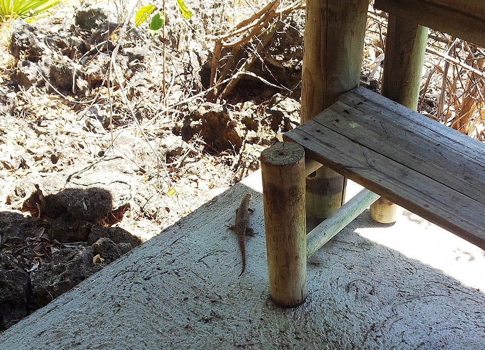 일 오 제그레트 자연보호구역 (Île aux Aigrettes Nature Reserve) 여행 추천 - 로드트립