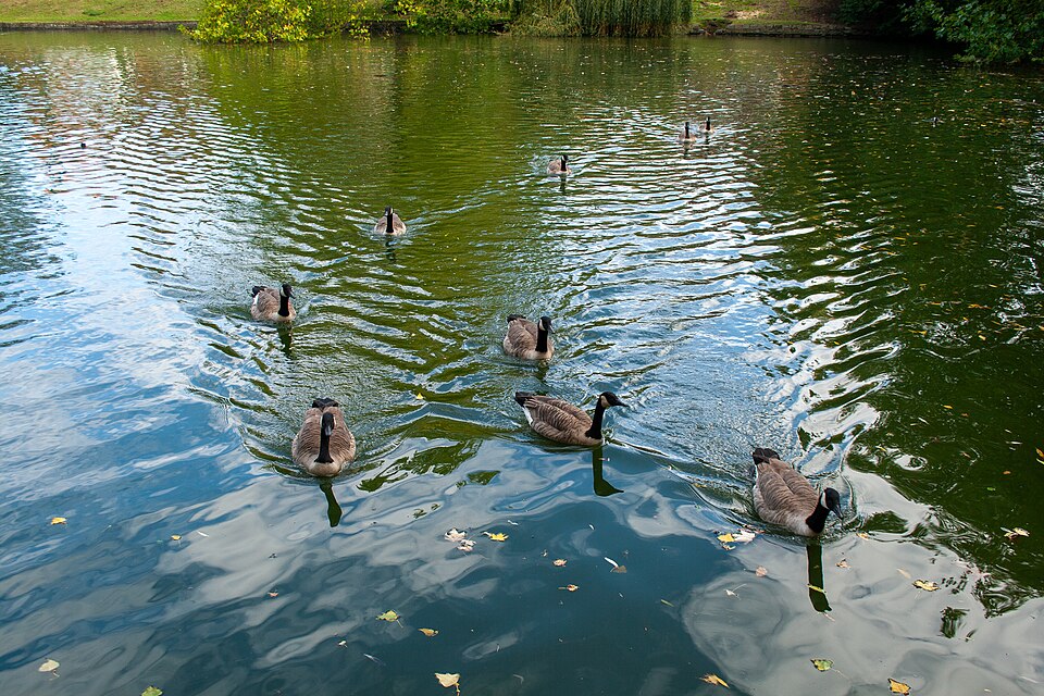 익셀 연못 (Ixelles Ponds / Étangs d’Ixelles) 여행 추천 - 로드트립