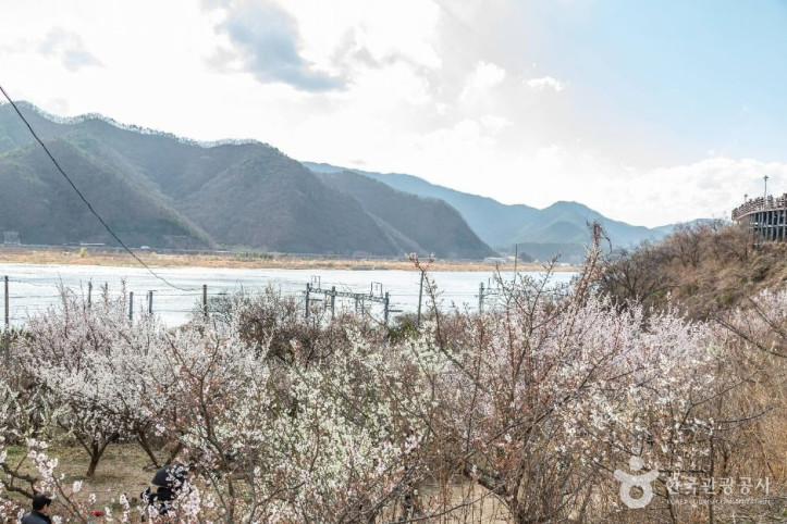 순매원 여행 추천 - 메고지고