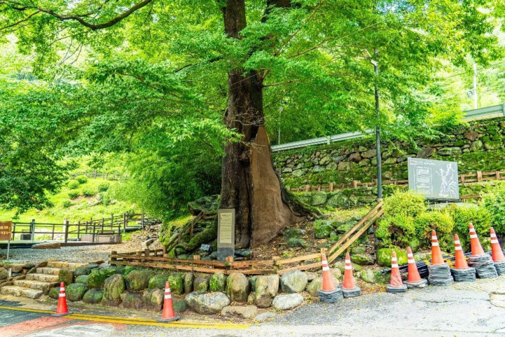 하동 범왕리 푸조나무 여행 추천 - 메고지고