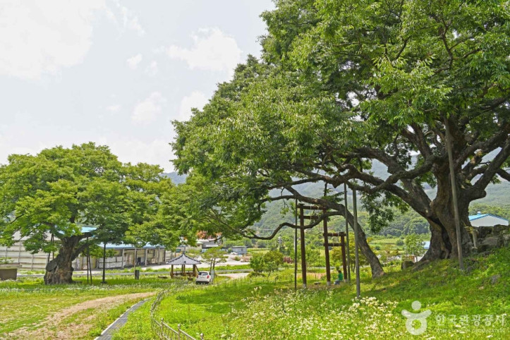 괴산 오가리 느티나무 여행 추천 - 메고지고