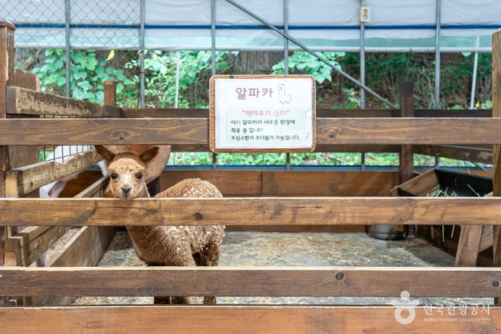 바둑이네동물원 여행 추천 - 메고지고
