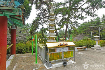 소사나무 군락지 여행 추천 - 메고지고
