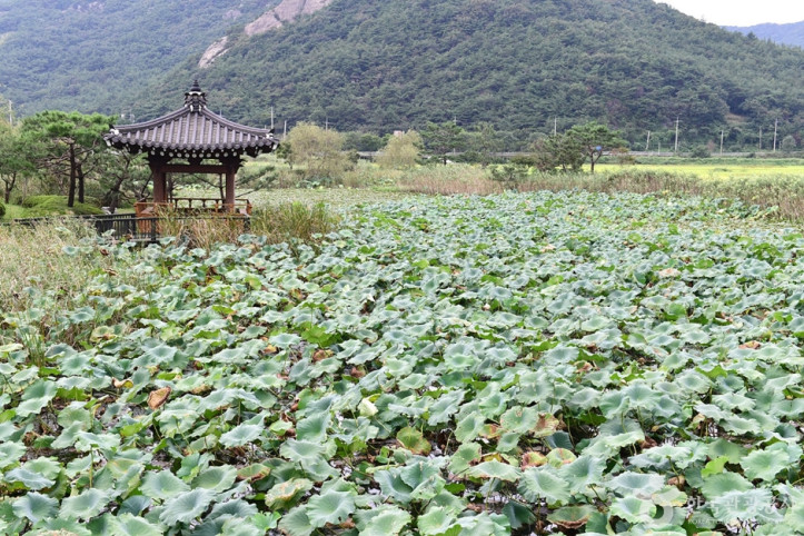 보은강 연꽃방죽 여행 추천 - 메고지고