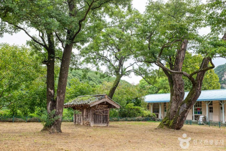 안동 송사동 소태나무 여행 추천 - 메고지고