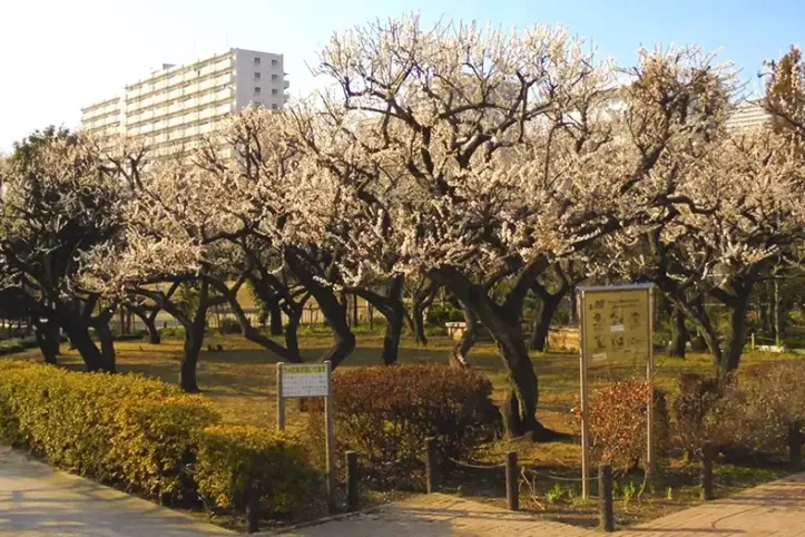 다가라 매화나무 숲 공원 여행 추천 - 메고지고