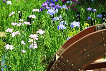 히가시아야세 공원 여행 추천 - 메고지고