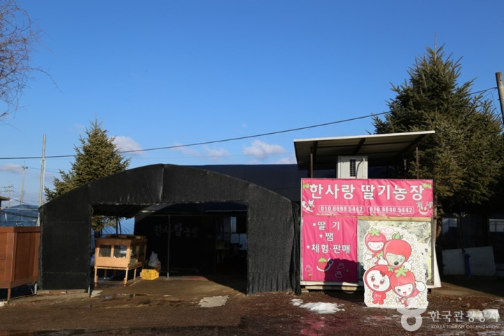 한사랑딸기체험농장 여행 추천 - 메고지고