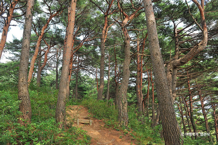 화진포소나무숲산림욕장 여행 추천 - 메고지고