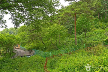 괴산 율지리 미선나무 자생지 여행 추천 - 메고지고