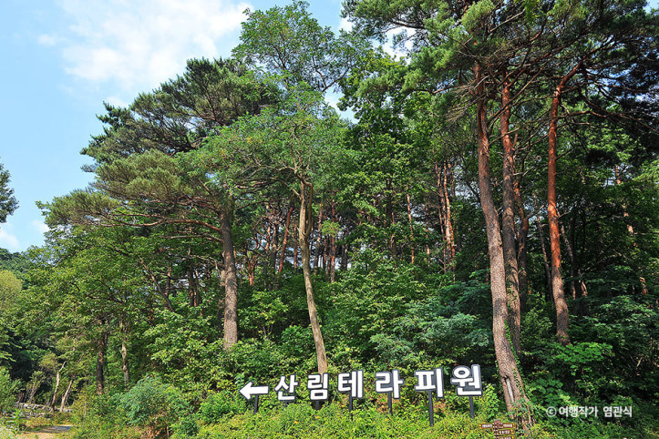 화진포소나무숲산림욕장 여행 추천 - 메고지고
