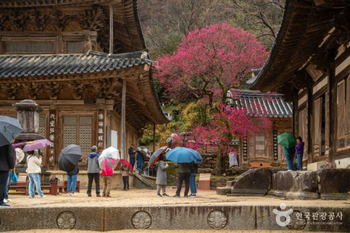 화엄사 여행 추천 - 메고지고
