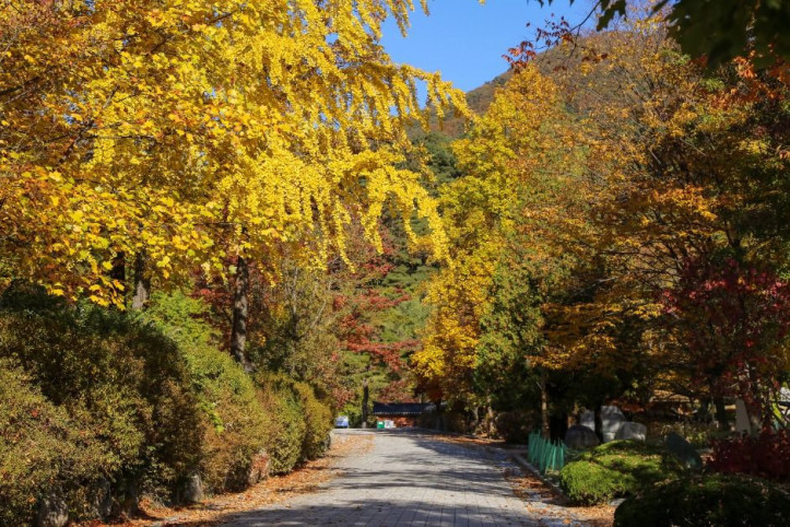 용문산관광단지 여행 추천 - 메고지고