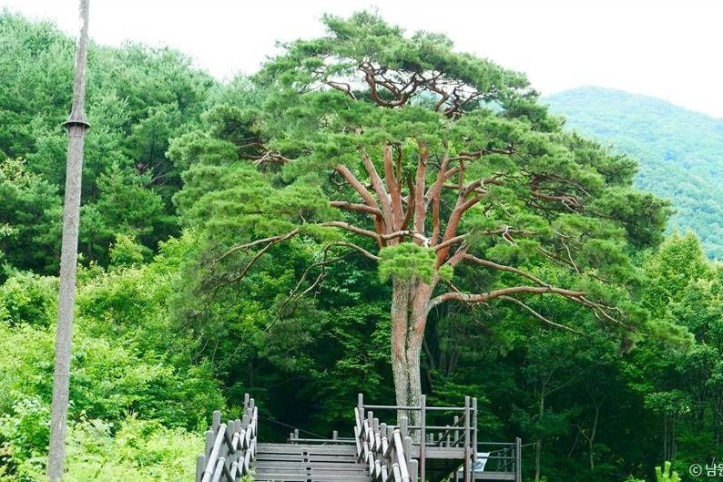 지리산 천년송 여행 추천 - 메고지고