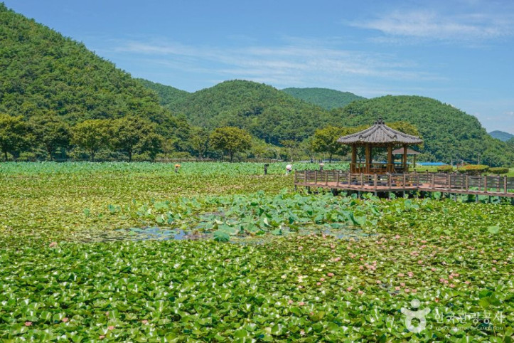 상리연꽃공원 여행 추천 - 메고지고