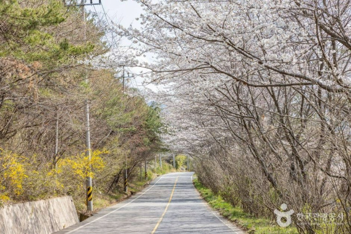낙안읍성 벚꽃길 여행 추천 - 메고지고