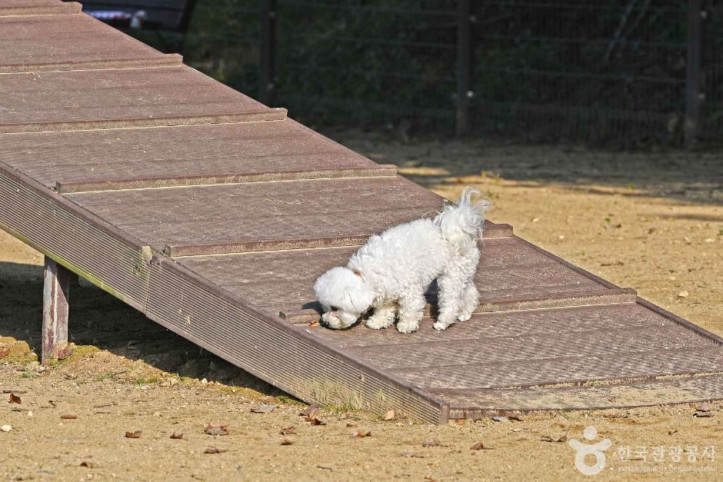 광교호수공원 반려견 놀이터 여행 추천 - 메고지고