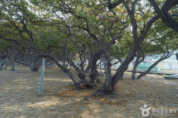 소사나무 군락지 여행 추천 - 메고지고
