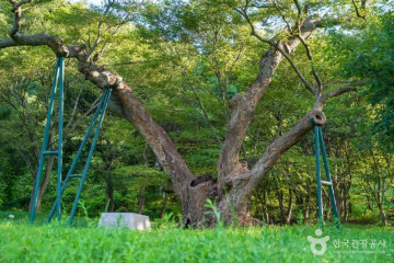 애은당고택·사우정고택·용계정 여행 추천 - 메고지고