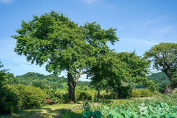 예천 금당실마을 여행 추천 - 메고지고