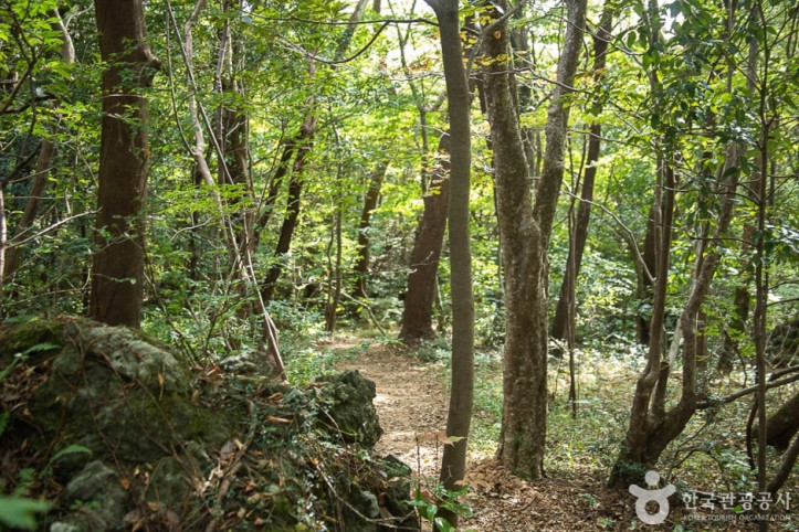 서귀포자연휴양림 여행 추천 - 메고지고