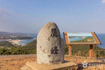 화진포소나무숲산림욕장 여행 추천 - 메고지고