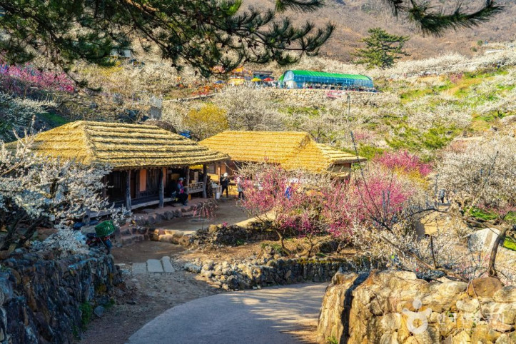 홍쌍리 청매실농원 여행 추천 - 메고지고
