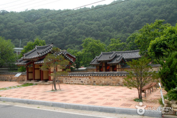 보은 서원리 소나무 여행 추천 - 메고지고