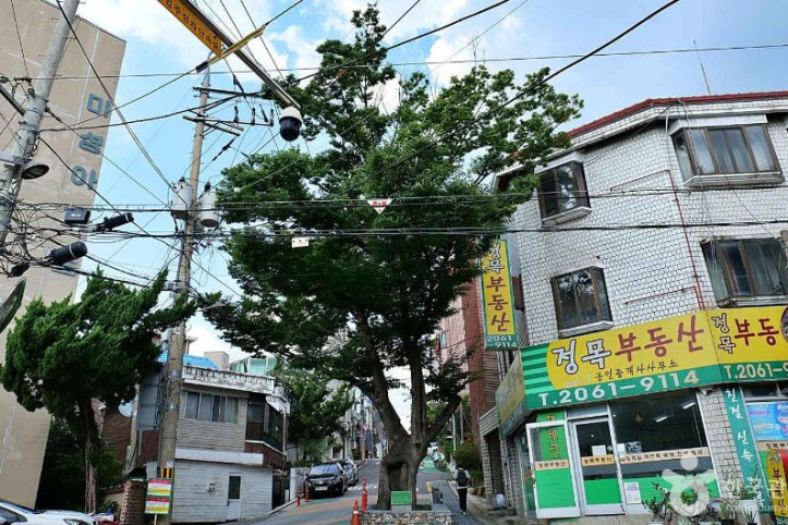 150년 수령 느티나무 여행 추천 - 메고지고