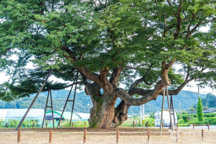 대전 괴곡동 느티나무 여행 추천 - 메고지고