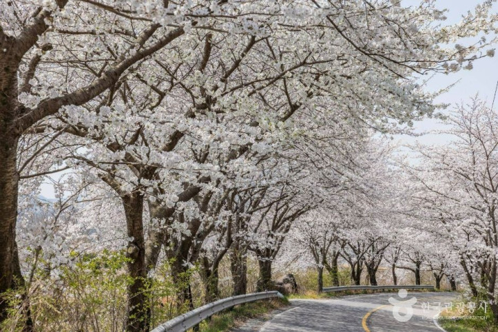 낙안읍성 벚꽃길 여행 추천 - 메고지고