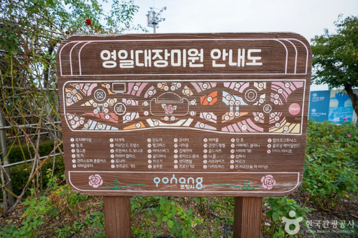 영일대 장미원 여행 추천 - 메고지고