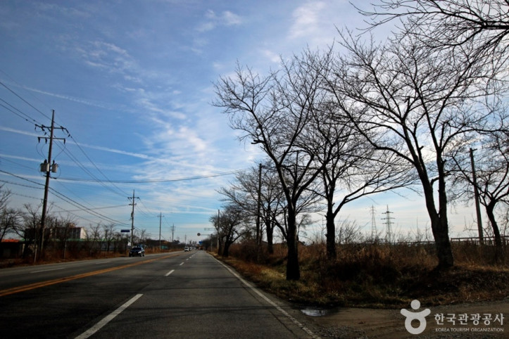 전군가도100리벚꽃길 여행 추천 - 메고지고