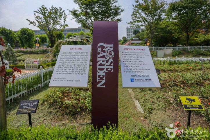 조선대학교 장미원 여행 추천 - 메고지고