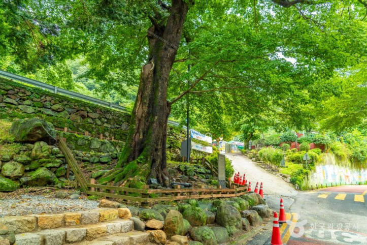 하동 범왕리 푸조나무 여행 추천 - 메고지고