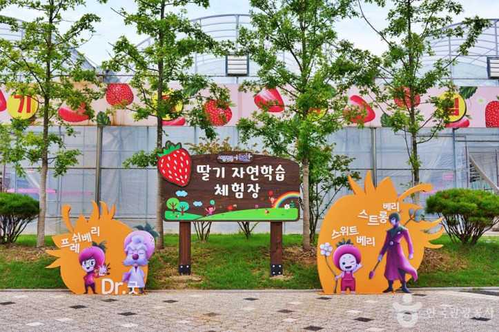 딸기향농촌테마공원 여행 추천 - 메고지고