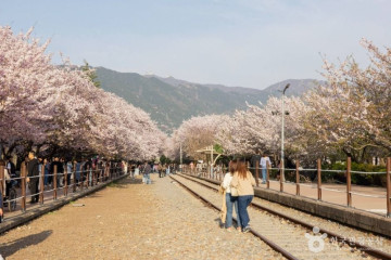 경화역공원 여행 추천 - 메고지고
