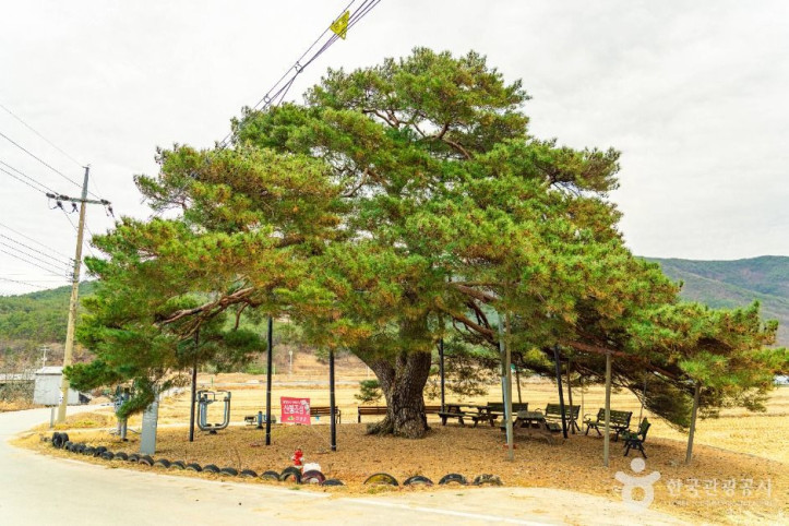 의성 월소리 소나무 여행 추천 - 메고지고