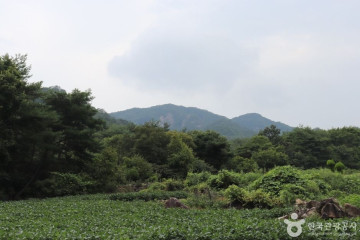 괴산 적석리 소나무 여행 추천 - 메고지고