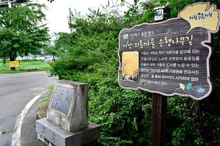거창은행나무길 여행 추천 - 메고지고