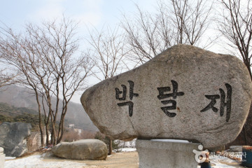 괴산 송덕리 미선나무 자생지 여행 추천 - 메고지고